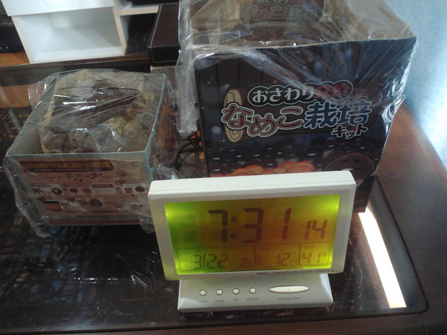 リアルなめこ栽培観察日記　その4