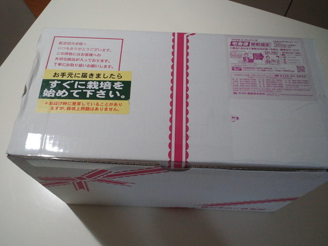 リアルなめこ栽培観察日記　その1