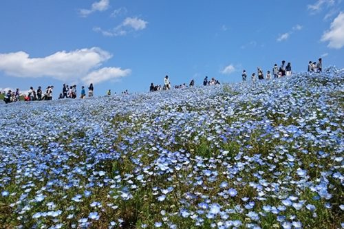 「納豆の説明、”英語”でできますか？」 ゲーム感覚で茨城を学ぶ英語教材「おもてなし100プロジェクト茨城県編」がリリース！