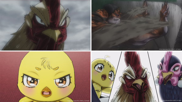 アニメ『ニワトリ・ファイター』第6羽あらすじ＆先行カット公開！海外版のOP映像の公開やDARUMA Rollin’との…