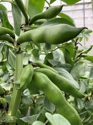 知ってください、尼崎の伝統野菜　「一寸ソラマメ」の即売会が開催中です！