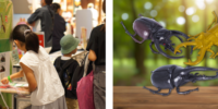 夏休みの自由研究はこれで決まり！大人気「たんけん昆虫フェス」がバージョンアップ。フィギュアを集めて「じぶんだけの昆虫ジオラマ」を作ろう！